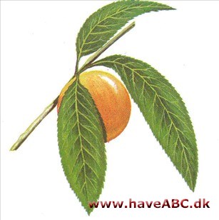 Nektarin - Prunus persica