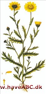 Okseøje, Gul okseøje, Onde urter - Chrysanthemum segetum