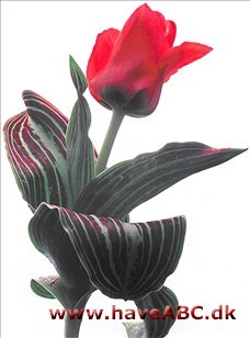 Oratorio - Tulipan, Tulipa