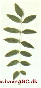 Pagodetræ - Sophora japonica.