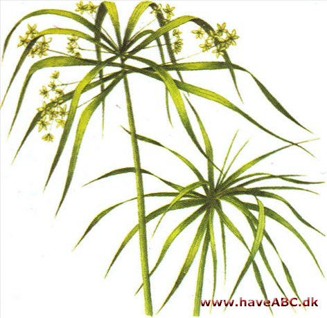 Parasolplante / Papyrus - Cyperus