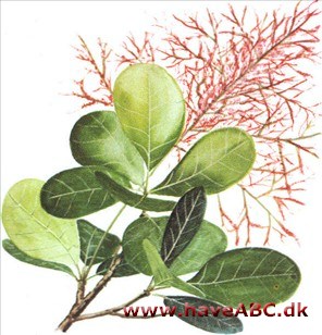 Parykbusk - Cotinus coggygria