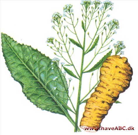 Peberrod - Armoracia rusticana
