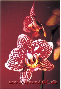 Phalaenopsis Ever Spring King 'Lee'