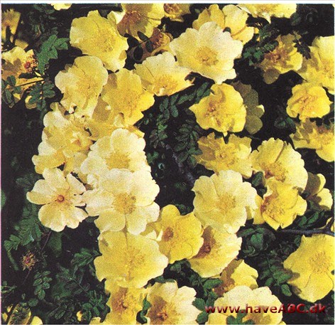 Rosa hugonis - Kinesisk gul rose