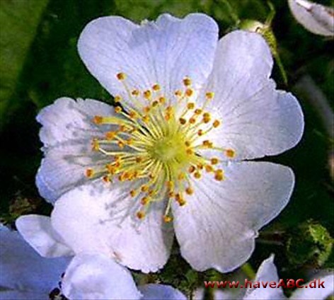 Rosa multiflora - Klatrerose. mangeblomstret rose