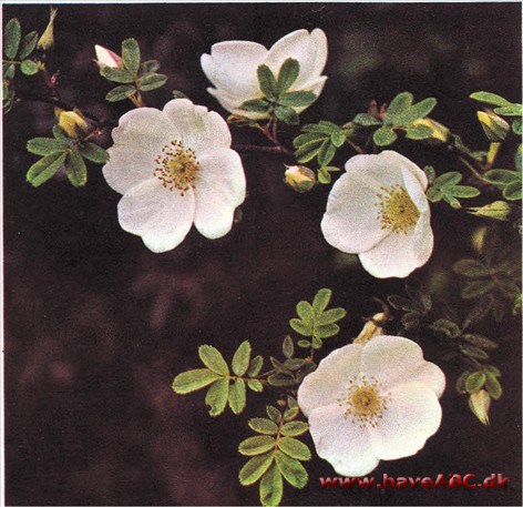 Rosa omeiensis