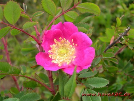 Rosa pendulina - Bjergrose