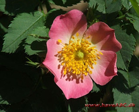 Rosa villosa - Rosa pomifera - Spansk hyben
