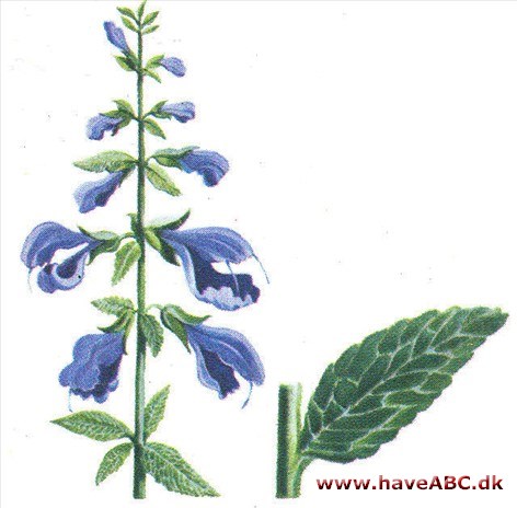 Salvie - Salvia officinalis