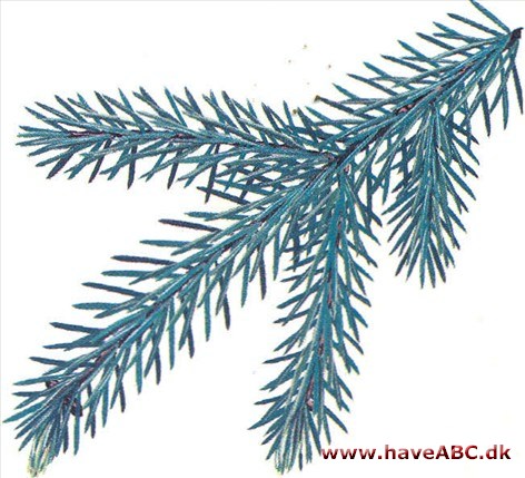 Serbisk gran - Picea omorika