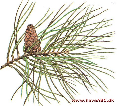 Skovfyr - Pinus sylvestris