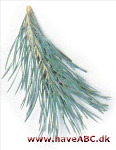 Skovfyr - Pinus sylvestris.