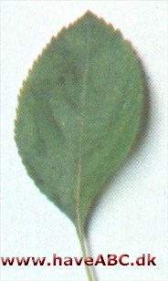 Skovæble - Malus sylvestris
