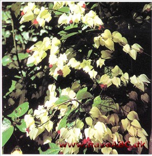 Skæbnetræ - Clerodendrum tbomsoniae