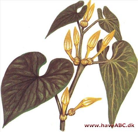 Slangerod - Aristolochia clematitis