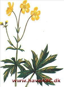 Smørblomst - Ranunculus acris Smørblomst - Ranunculus acris
