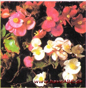Sommerbegonie, Isbegonie - Begonia semperflorens syn. hortensis