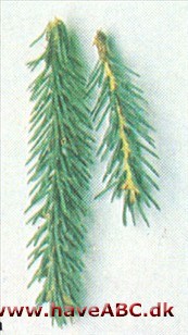 Sortgran - Picea mariana
