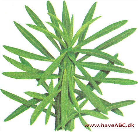Stjerneskud - Euphorbia loricata