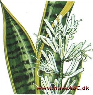 Svigermors skarpe tunge - Bajonetplante Sansevieria trifasciata
