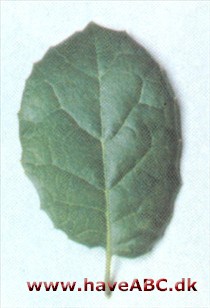Tandbladet californisk eg - Quercus agrifolia