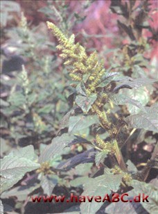 Ses midsommer - midt på efteråret; Topamaranth er en af mange lignende arter. Den spirer om sommeren og blomstrer og sætter frø meget hurtigt. Småplanterne vokser først langsomt og kan nemt ...