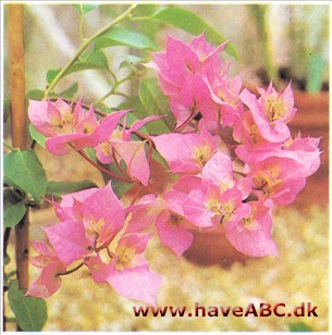 Trillingranke - Bougainvillea glabra