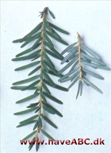 Vestamerikansk tsuga - Tsuga heterophylla