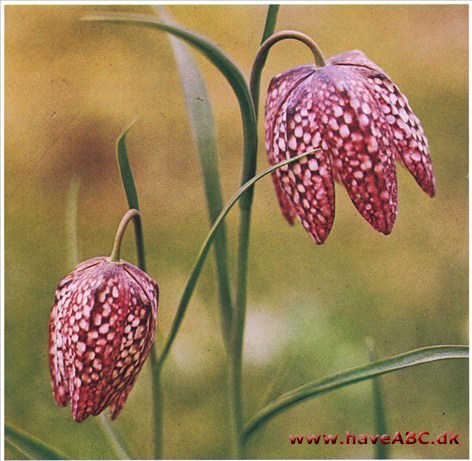 Vibeæg - Fritillaria meleagris †