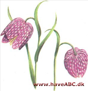 Vibeæg - Fritillaria meleagris