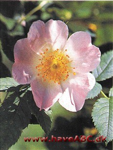 Som navnet antyder, stammer rosen fra det nordøstlige USA. Der forekom­mer den vildtvoksende, men den er længe blevet anvendt som haverose bå­de i USA og hos os.