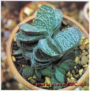 Vorteblad - Gasteria brevifolia