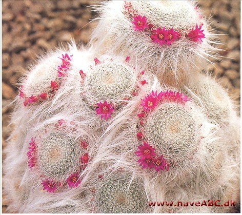 Vortekaktus - Mammillaria.
