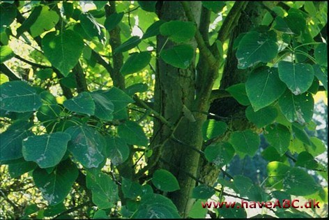 Wilsons poppel - Populus wilsonii