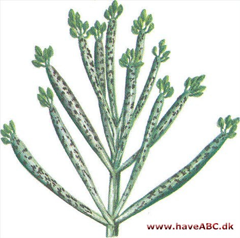 Yngleblad - Kalanchoë tubiflora