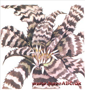 Zebraplante - Cryptanthus