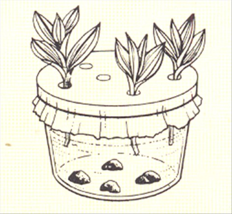Vandrende jøde - Tradescantia fluminensis - pasning