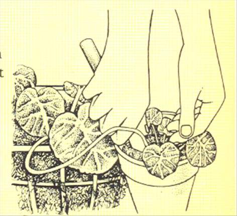 Jødeskæg - Saxifraga sarmentosa - pasning