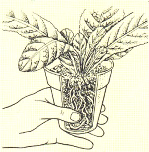 Spiralfrugt - Streptocarpus - pasning