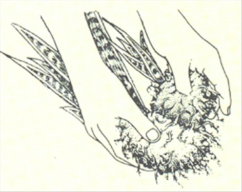 Svigermors skarpe tunge - Sansevieria trifasciata - pasning