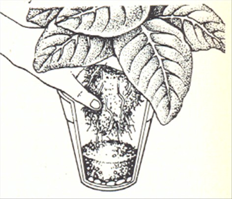 Gloxinia - Sinningia speciosa - pasning