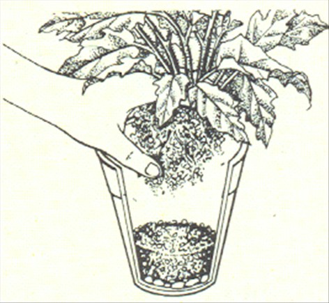 Fløjlsplante - Gynura sarmentosa - pasning
