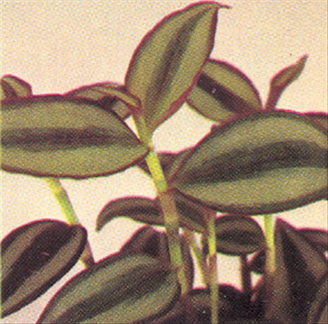 Vandrende jøde - Tradescantia fluminensis - pasning