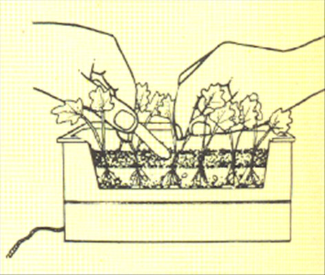 Philodendron, ikkeklatrende - Philodendron bipinnatifidum - pasning
