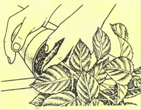Hortensia - Hydrangea macrophylla - pasning