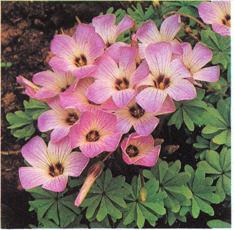 Billedresultat for oxalis