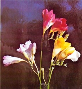 Fresia - Freesia