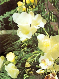 Fresia - Freesia