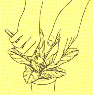 Spiralfrugt - Streptocarpus - pasning